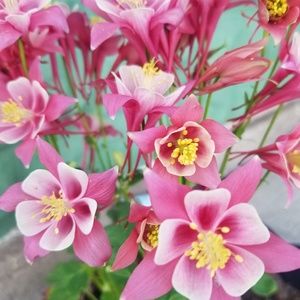 Meet your Posher, Barbara